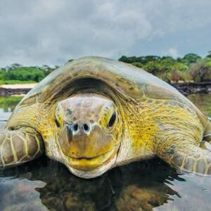 Introdução as ilhas